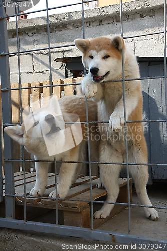 Image of Akita Inu