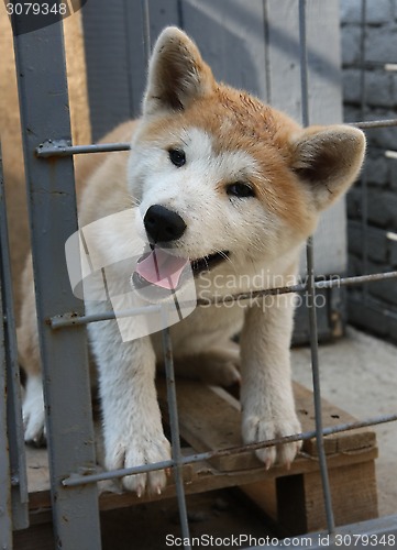 Image of Akita Inu