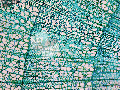 Image of Tilia stem micrograph