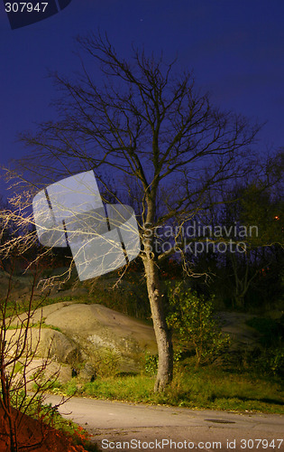 Image of Tree in the evening