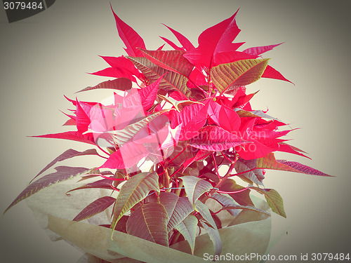 Image of Poinsettia Christmas star