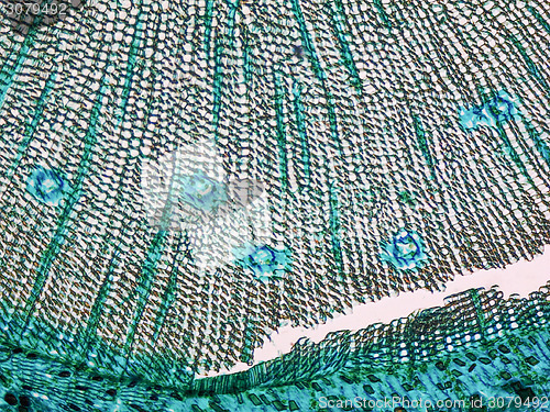 Image of Pine Wood micrograph