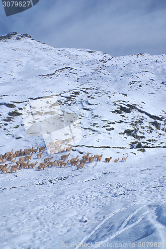 Image of Herd of Llamas in Andes