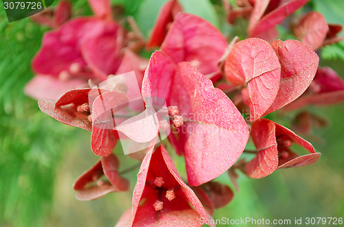 Image of Pink Flowers Blossoming Tree Branch