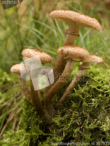 Image of mushroom