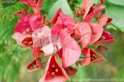 Image of Pink Flowers Blossoming Tree Branch