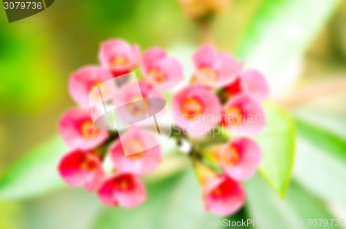 Image of Pink Flowers Blossoming Tree Branch