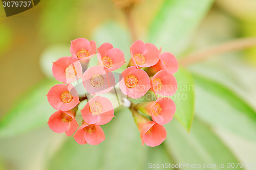 Image of Pink Flowers Blossoming Tree Branch