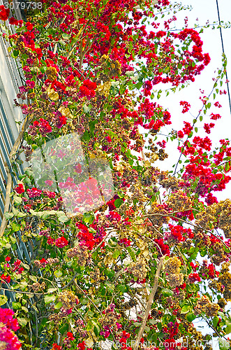 Image of Blooming Peach Flower In Spring