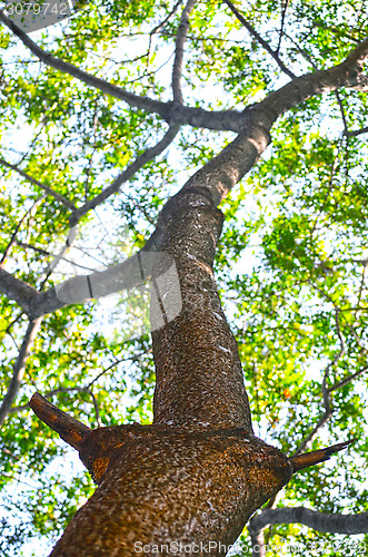 Image of Beech Trees During Springtime