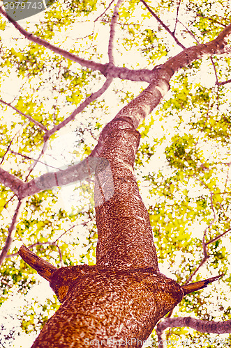 Image of Beech Trees During Springtime