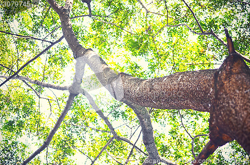 Image of Beech Trees During Springtime