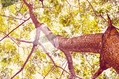 Image of Beech Trees During Springtime