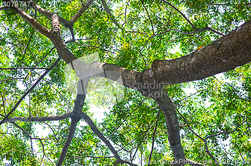 Image of Beech Trees During Springtime