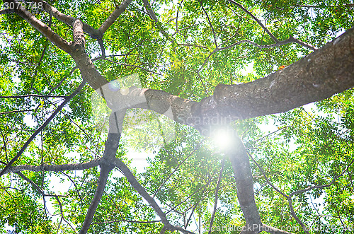 Image of Beech Trees During Springtime