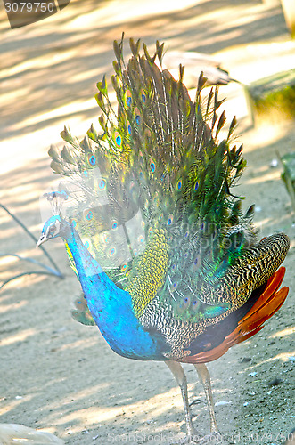Image of Peacock Spreading Its Tail