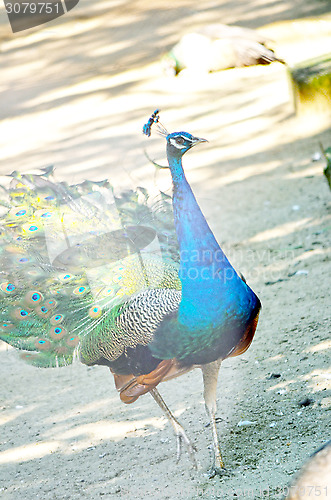 Image of Peacock Spreading Its Tail