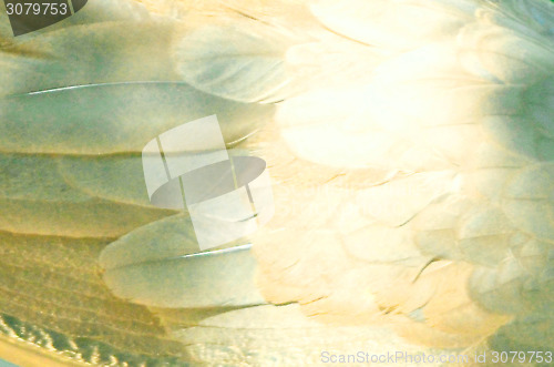 Image of Abstract feather background