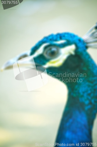 Image of Peacock on lens blur background