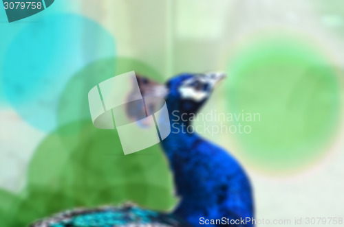 Image of Peacock on lens blur background