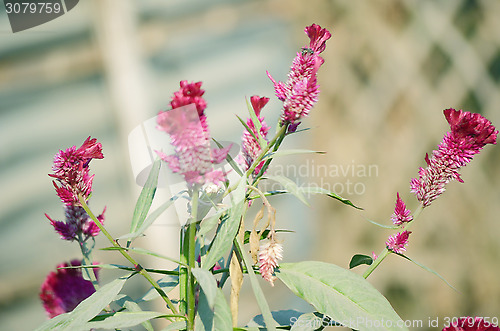 Image of Pink Flowers Blossoming Tree Branch