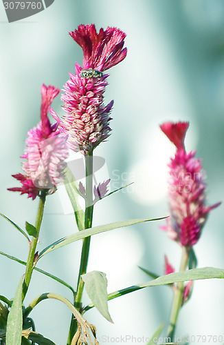 Image of Pink Flowers Blossoming Tree Branch