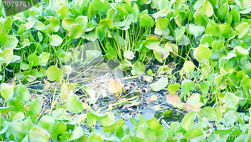 Image of Green water lily flowers tree