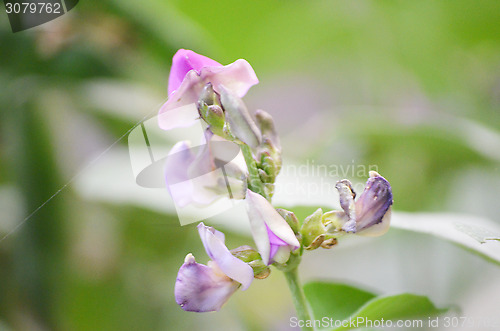 Image of Pink Flowers Blossoming Tree Branch