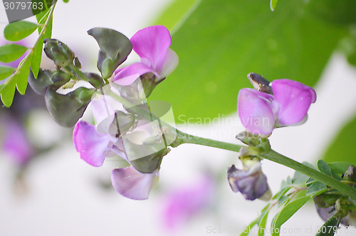 Image of Pink Flowers Blossoming Tree Branch