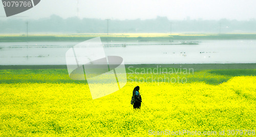 Image of Yellow rapeseed field on a fog day