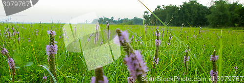 Image of Pink color grass flower