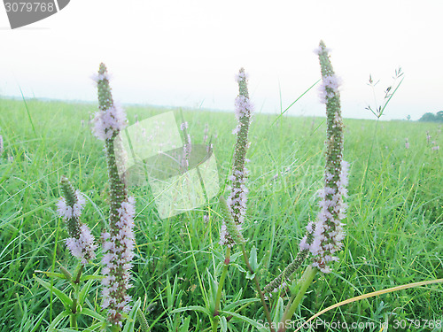 Image of Pink color grass flower