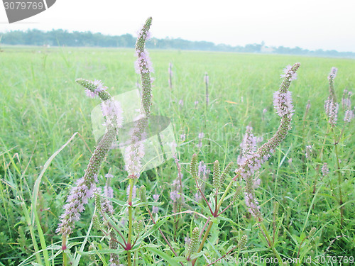 Image of Pink color grass flower