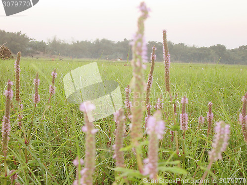 Image of Pink color grass flower