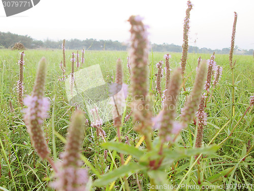 Image of Pink color grass flower