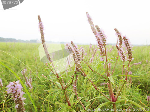 Image of Pink color grass flower