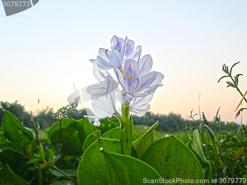 Image of Pink Flower