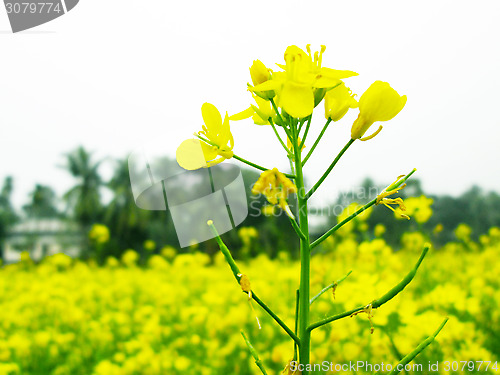 Image of Yellow rapeseed field on a sunny day