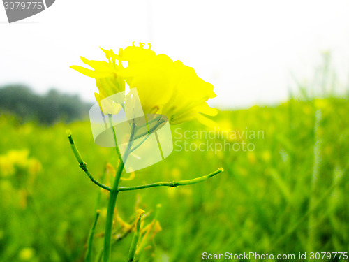 Image of Yellow rapeseed field on a sunny day