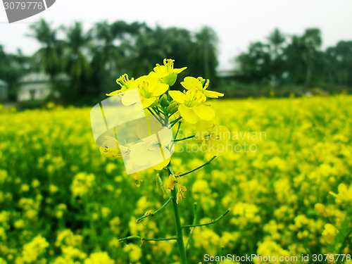 Image of Yellow rapeseed field on a sunny day