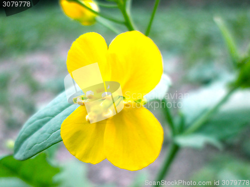 Image of Yellow Flower