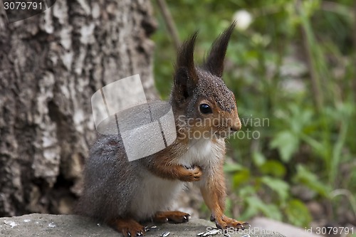 Image of red squirrel