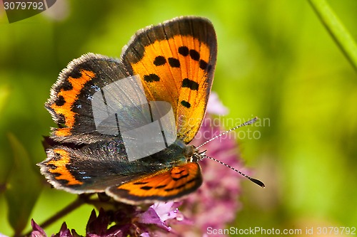 Image of small copper