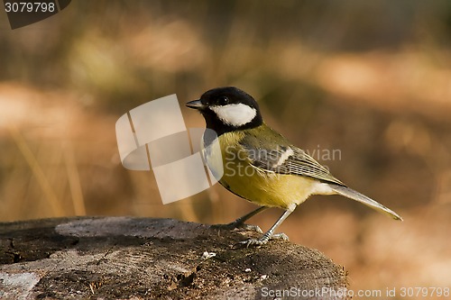 Image of great tit