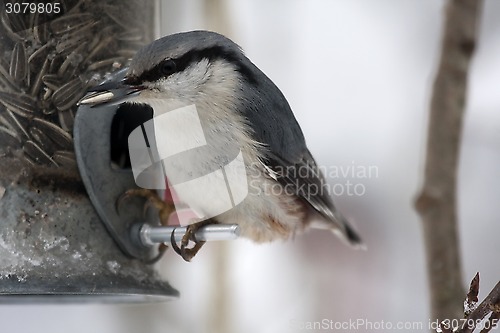 Image of nuthatch