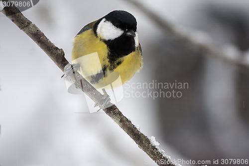 Image of great tit