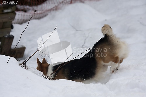 Image of diving into the snow