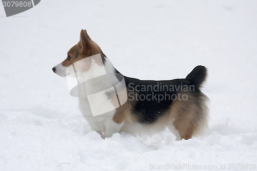 Image of dog in snow