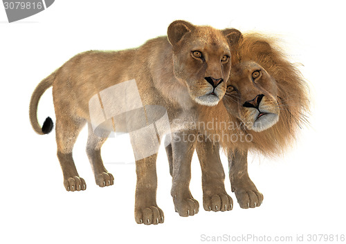 Image of Lions in Love