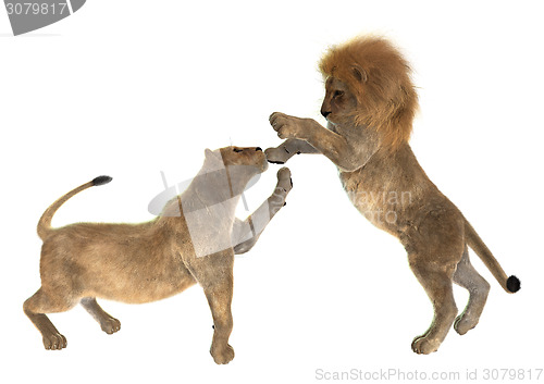 Image of Playing Lions